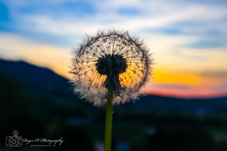 Pusteblume Sonnenuntergang